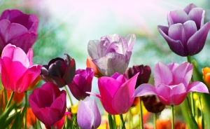 bigstock-Beautiful-spring-flowers-17487914